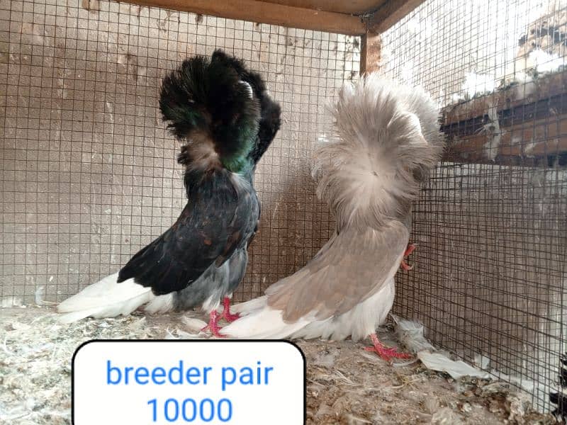 fancy pigeon | kabutar| Jacobin|  frillback saddle | amarican fantail| 10