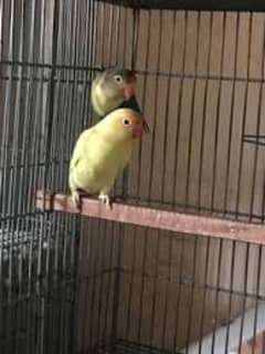 albino red eye to crimino breader pair available ha