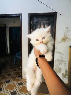 persian