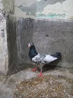 انسان  ڈیڈی