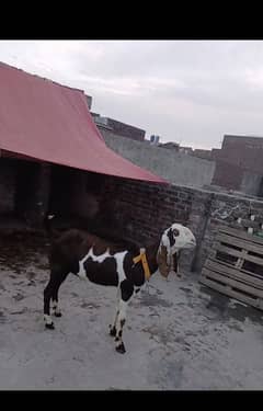 Bakra for sale