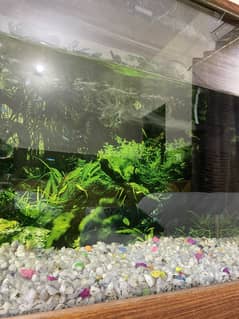 Fish Aquarium 4*4