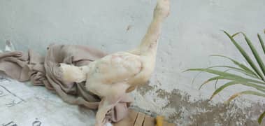 2 month age , active chicks , vaccinated, active piece