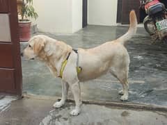 labrador Female pedigree