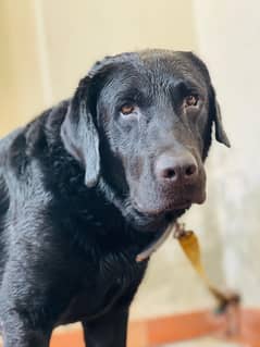 American Labrador / 2 Years / Fully Vaccinated