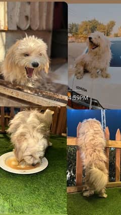 lhasa apso