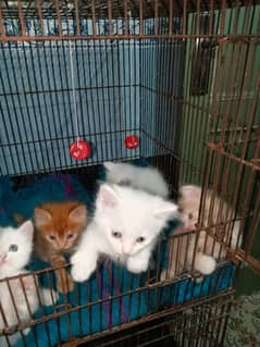 Persian cats