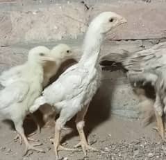 king size/ shamo chicks/high top quality/white shamo/pure aseel chicks
