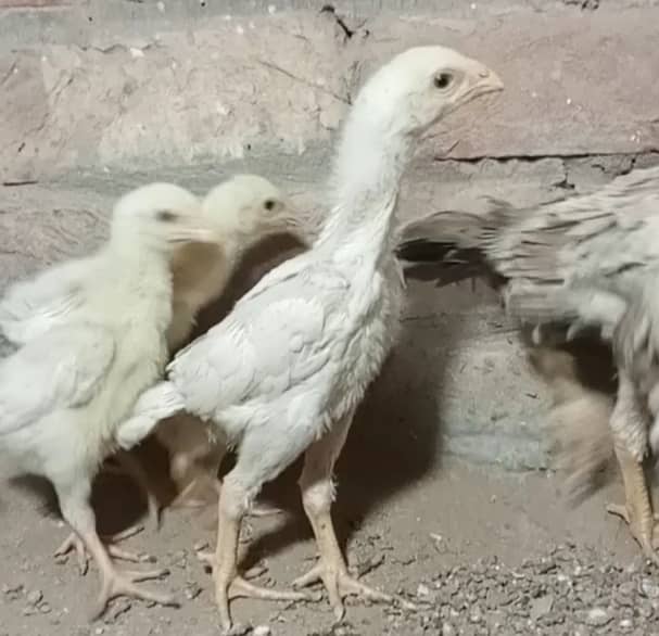 king size/ shamo chicks/high top quality/white shamo/pure aseel chicks 0