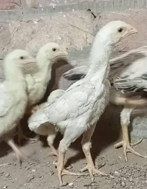 king size/ shamo chicks/high top quality/white shamo/pure aseel chicks 1