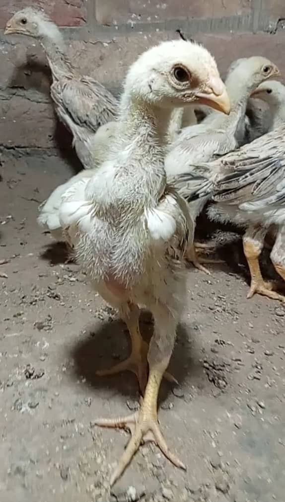 king size/ shamo chicks/high top quality/white shamo/pure aseel chicks 2
