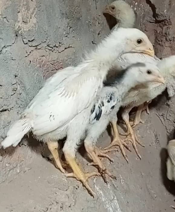 king size/ shamo chicks/high top quality/white shamo/pure aseel chicks 3