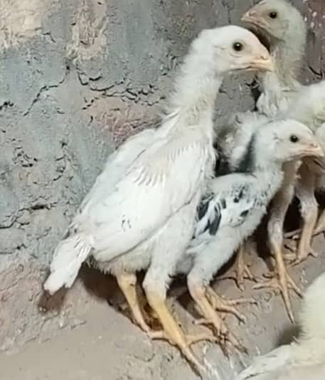 king size/ shamo chicks/high top quality/white shamo/pure aseel chicks 4