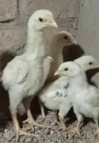 king size/ shamo chicks/high top quality/white shamo/pure aseel chicks 5