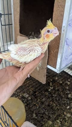 cocktail hand tamd chiks red eye only watsap 03234736772