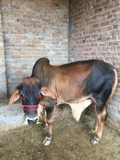qurbai cows for sale