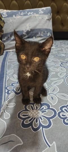 Dark Gray persian Female kitten