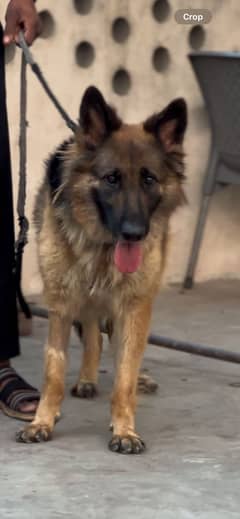 German Female double coat
