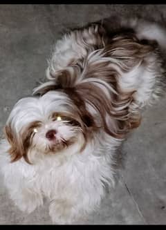 shitzu