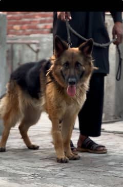 German Female double coat