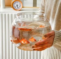 glass aquarium