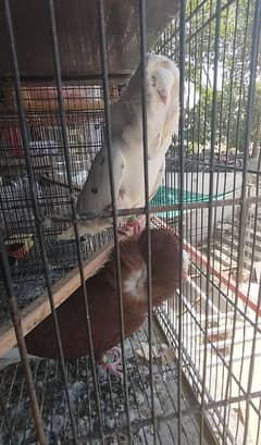 jacobin pigeon