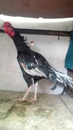 ASEEL