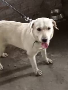 Labrador