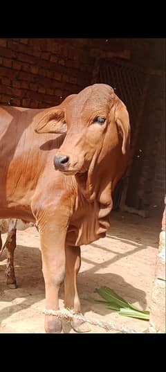 Brahman bashra in six month age