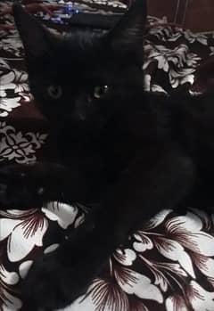 Black bombay cat baby 2months