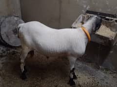 Dumba/Bakra
