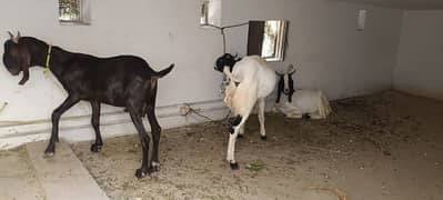 ik bakra ka 55 thousand