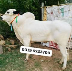bull/veera