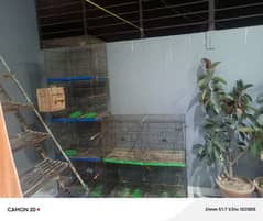 Bird Cages For Sale