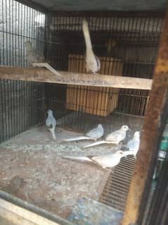 diamond doves d pieds. 500