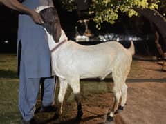 Amratsari /nagra beetal /sahiwal /qurbani goat /bakr /بکرا /desi goat