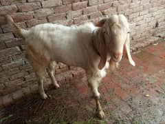 Mix rajanpuri male goat available For Qurbani