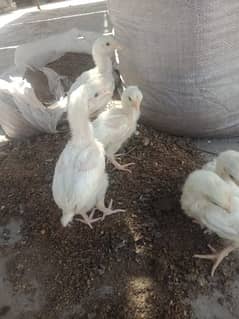 Heera white aseel