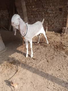 rajanpuri gulabi breadar