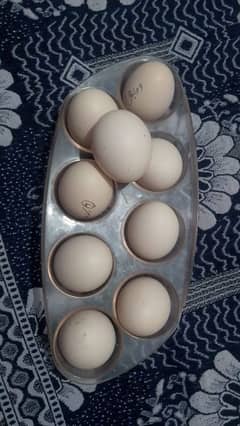 Fresh Eggs and chicks are available for sale