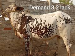 Qurbani k janwer cattle wera bull cow wacha  bakra 4 sale 03104594900