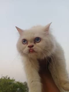 Punch Face Cutie Available for Rehome 03051141169