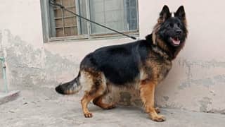 German Shepherd breeder female