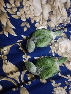 ringneck chick for sale