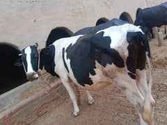 cow sale for Qurbani