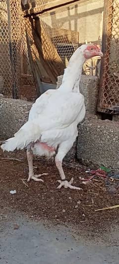 heera madi for sell