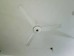 2 x Royal Fan 2Year Used Only