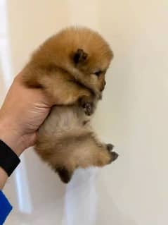 Pomeranian