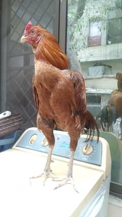 Selling Aseel Mianwali Rooster