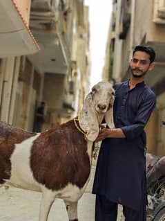 munda 6 dant male